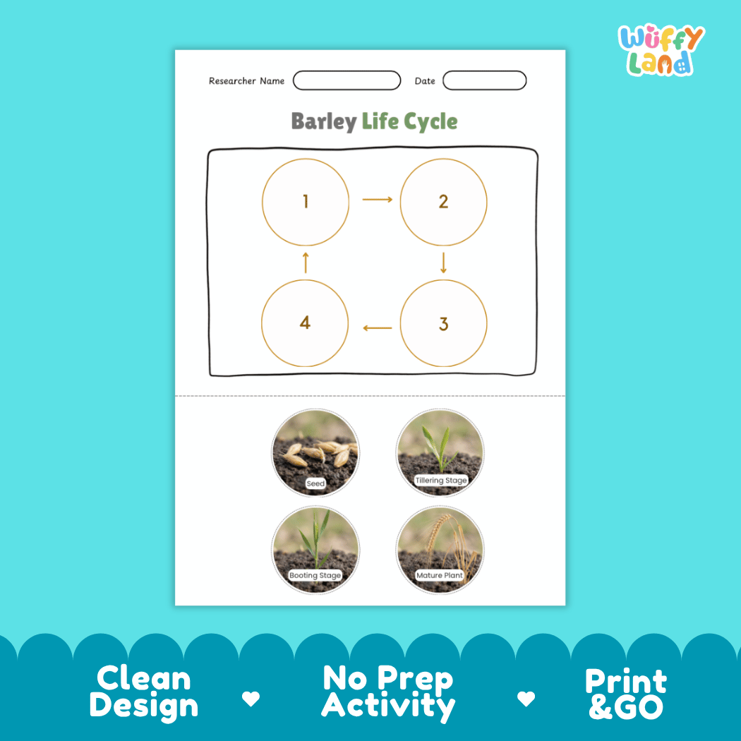Barley Life Cycle Poster and Cut and Paste Activity Worksheets