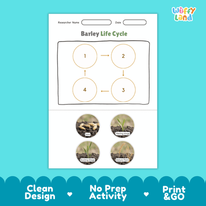 Barley Life Cycle Poster and Cut and Paste Activity Worksheets