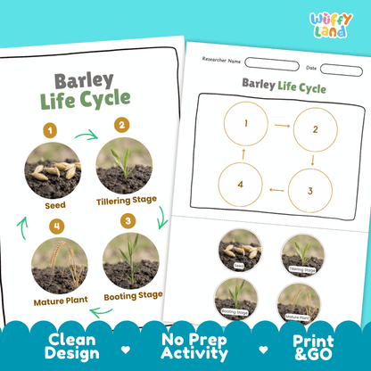 Barley Life Cycle Poster and Cut and Paste Activity Worksheets