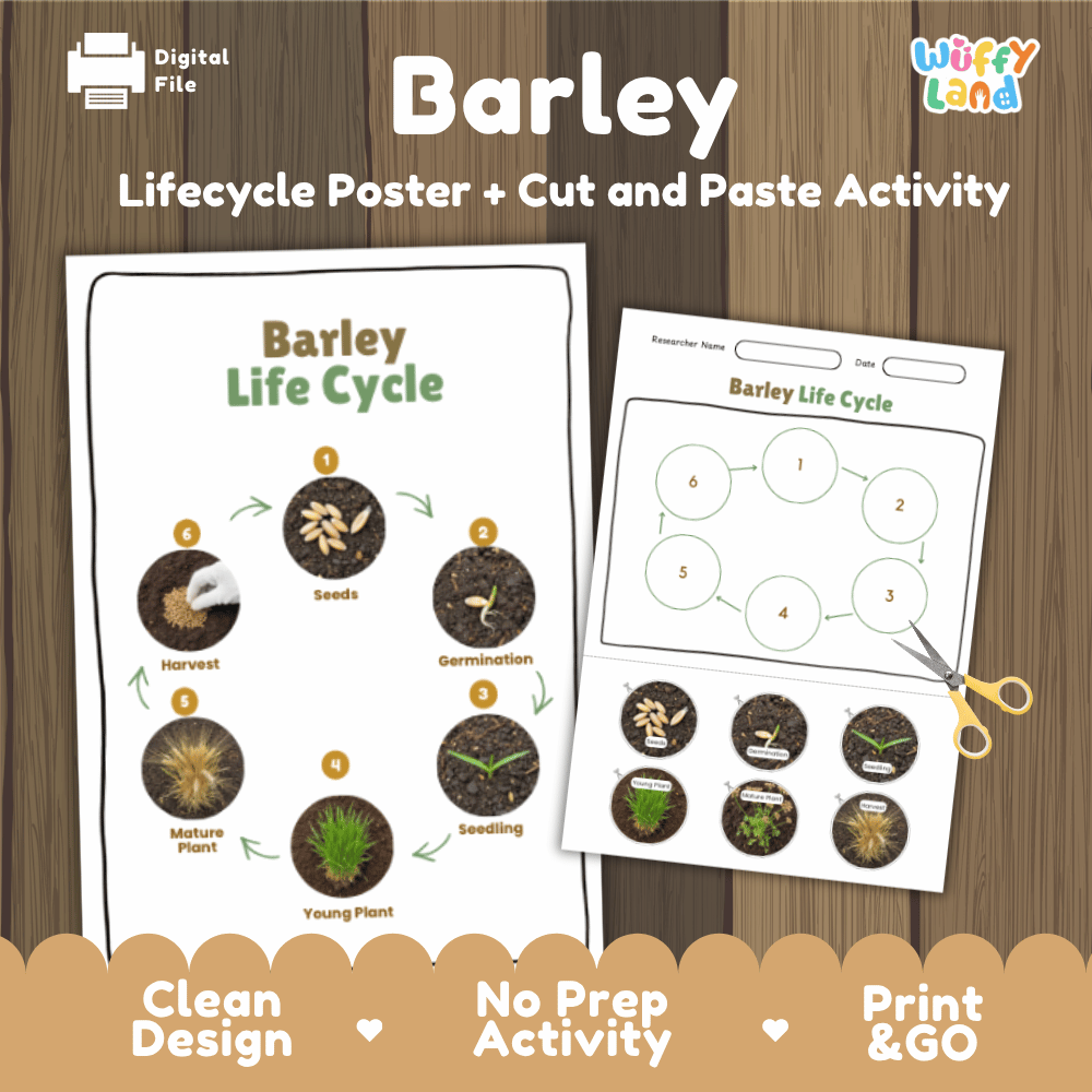Barley Lifecycle Poster and Cut and Paste Activity Worksheets | Plant Science Printables