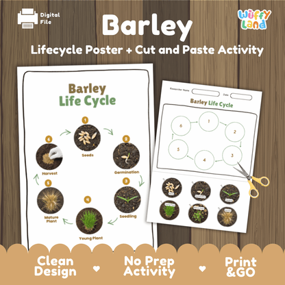 Barley Lifecycle Poster and Cut and Paste Activity Worksheets | Plant Science Printables