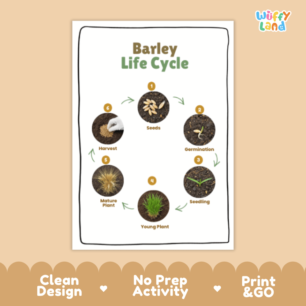 Barley Lifecycle Poster and Cut and Paste Activity Worksheets | Plant Science Printables