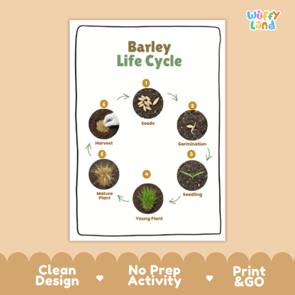 Barley Lifecycle Poster and Cut and Paste Activity Worksheets | Plant Science Printables