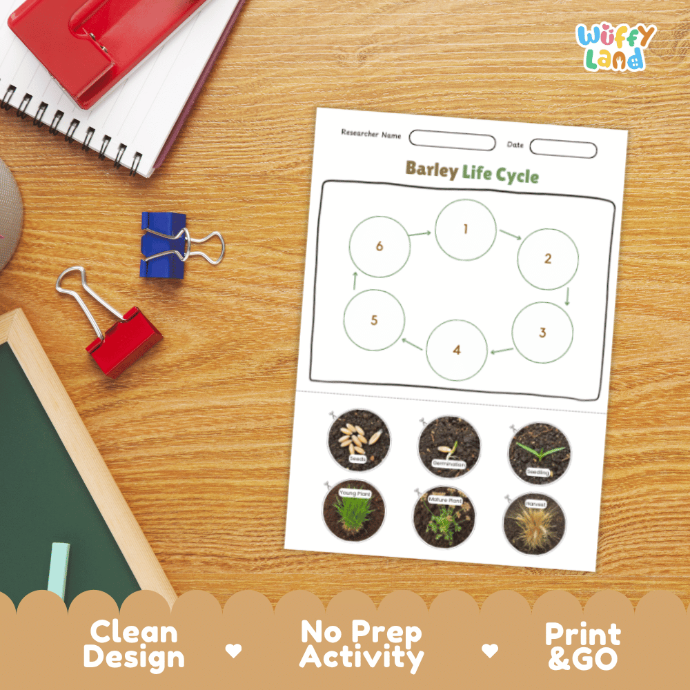 Barley Lifecycle Poster and Cut and Paste Activity Worksheets | Plant Science Printables