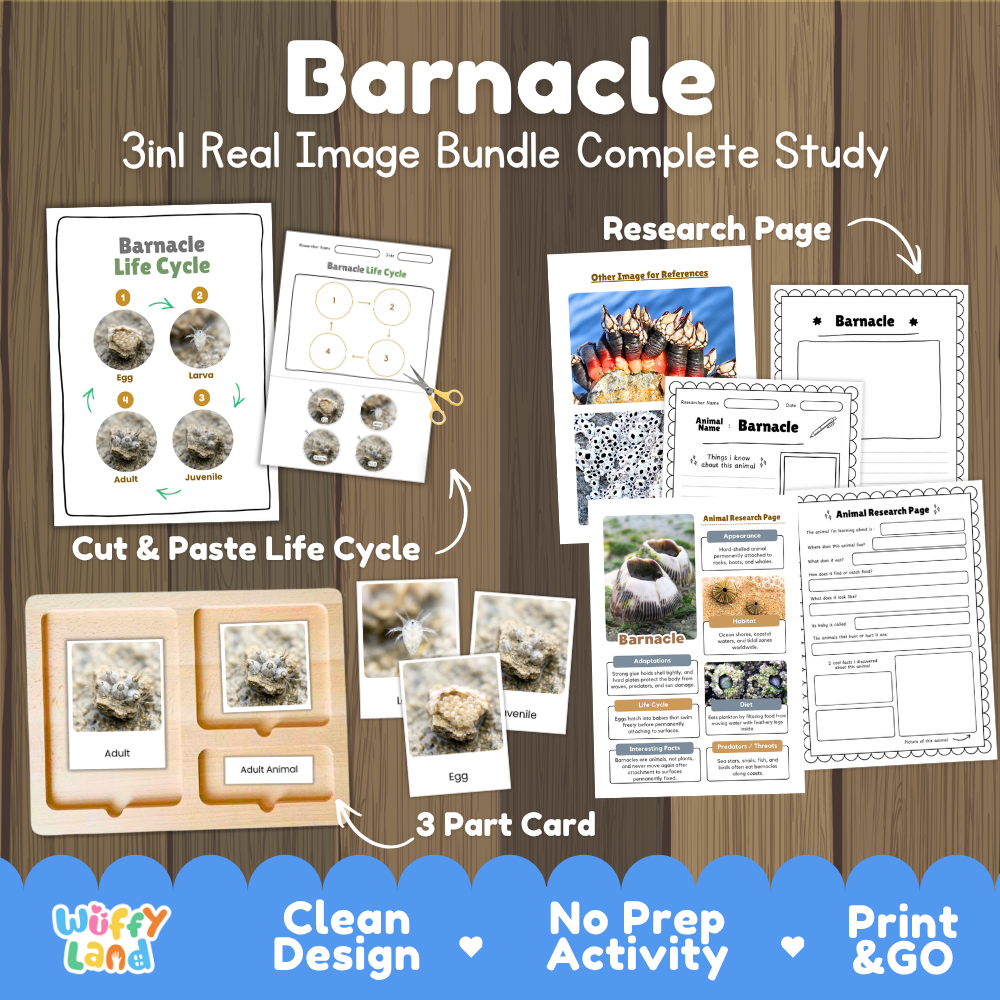 Barnacle 3-in-1 real image bundle complete study cover showing cut and paste life cycle, 3 part cards, and research pages