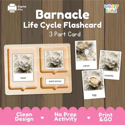 Barnacle Life Cycle Flashcard set by Wiffy Land, featuring a wooden 3-part card tray with labels for Adult, Adult Animal, Egg, Larva, and Juvenile, shown on a wood-grain background with pink promotional text at the bottom.