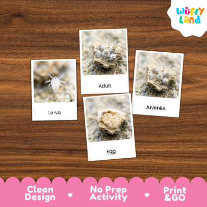 Four labeled cards showing larva, adult, egg, and juvenile stages of a small crustacean on a wood surface, with a Wuffy Land logo in the top right and marketing text along the bottom.