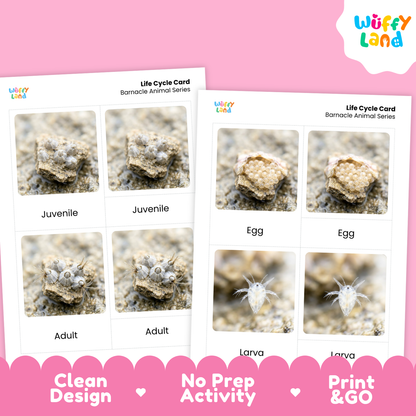 Two printed barnacle animal life cycle cards shown on a pink background with promotional text. The cards feature labeled photos of juvenile, egg, adult, and larva stages.
