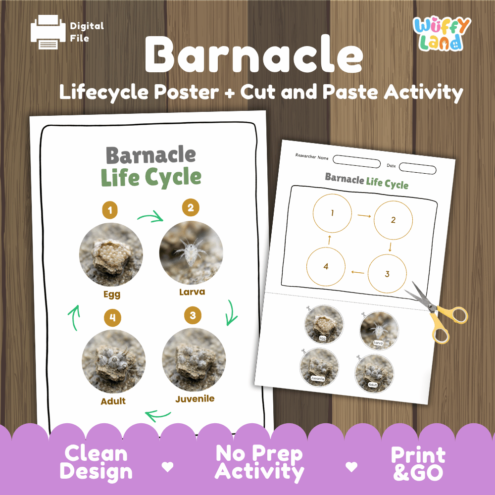 Barnacle Life Cycle Poster and Cut and Paste Activity Worksheets