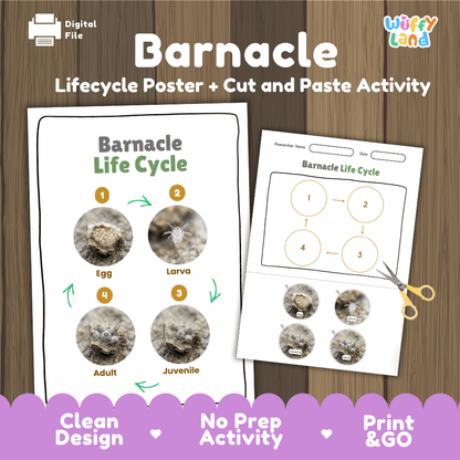 Barnacle Life Cycle Poster and Cut and Paste Activity Worksheets