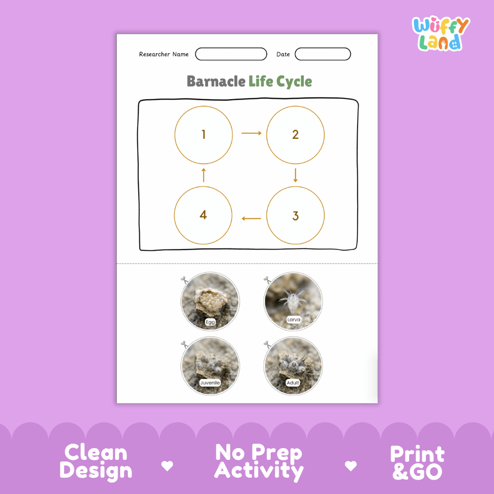 Barnacle Life Cycle Poster and Cut and Paste Activity Worksheets