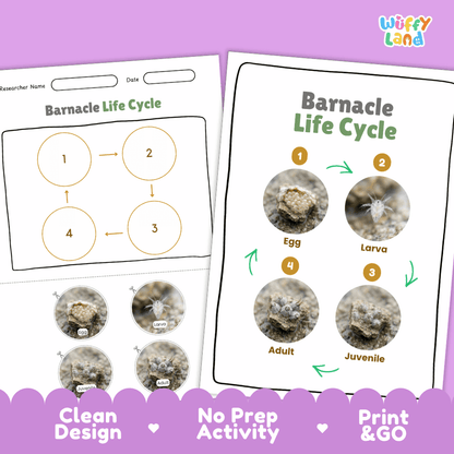 Barnacle Life Cycle Poster and Cut and Paste Activity Worksheets