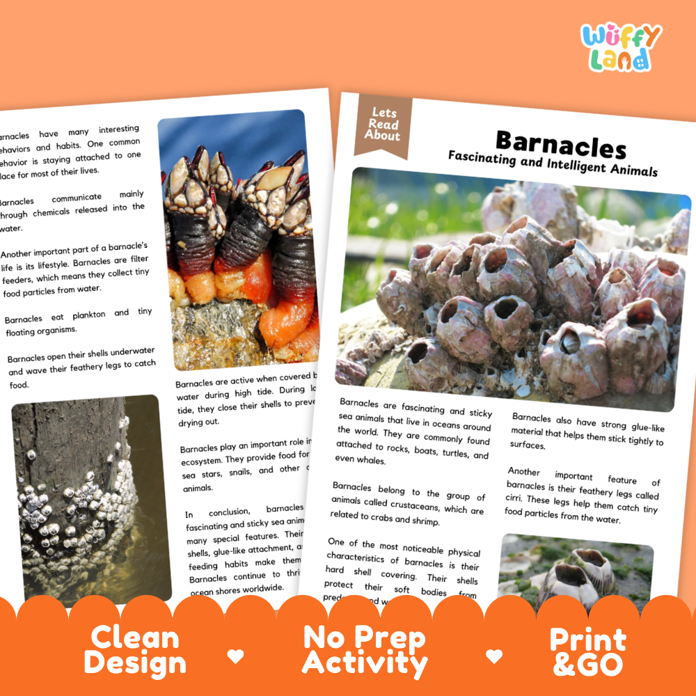 An educational activity booklet titled 'Barnacles Fascinating and Intelligent Animals' by 'Wiffly Land', showing two pages with text and a color swatch of barnacles. The pages are displayed on a white background with a colorful orange banner at the bottom that reads 'Clean Design', 'No Prep Activity', and 'Print & Go'.
