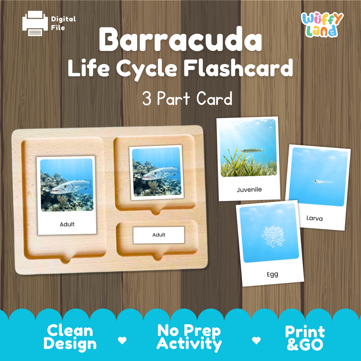 Barracuda Life Cycle Flashcards | 3 Part Cards Montessori Science Activity