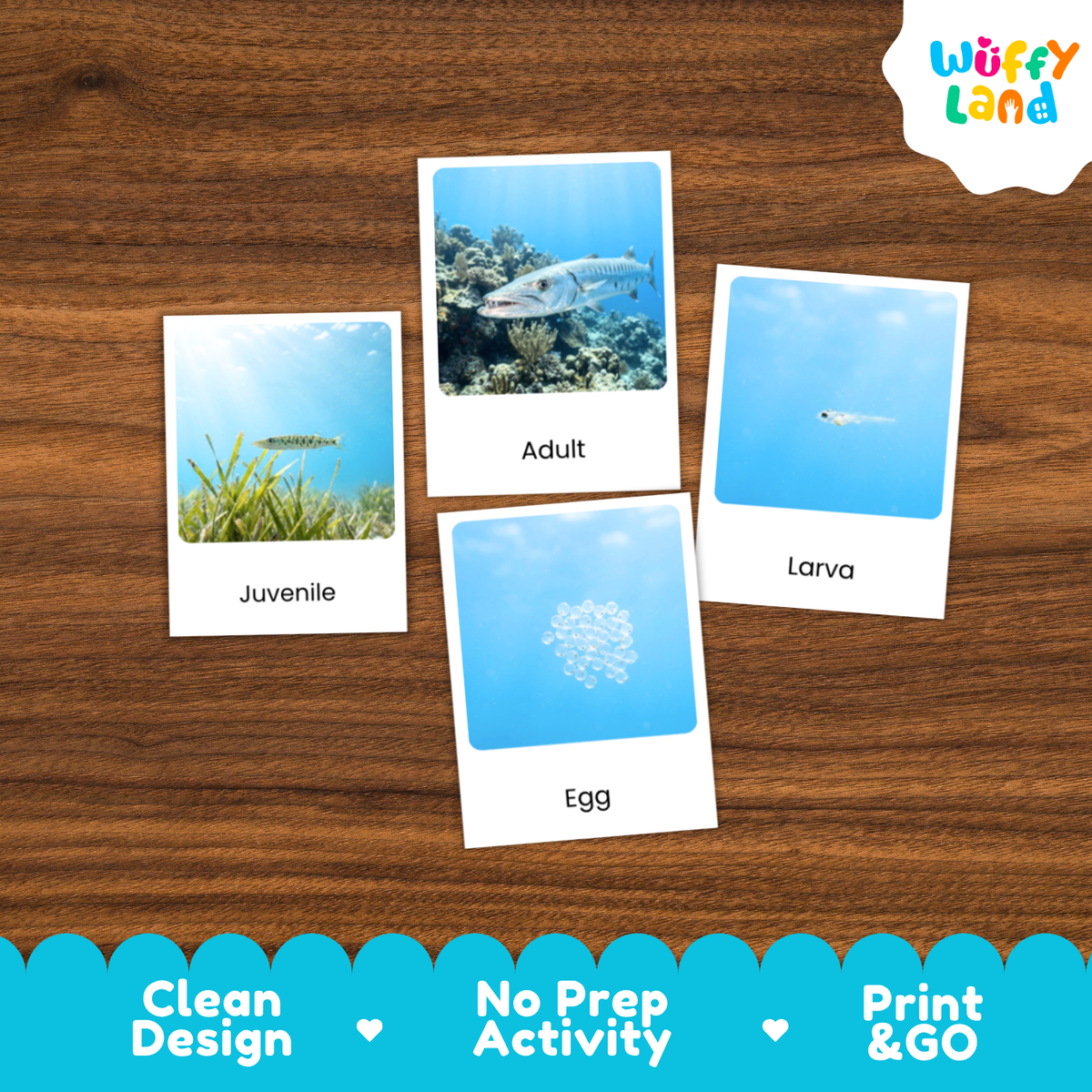 Barracuda Life Cycle Flashcards | 3 Part Cards Montessori Science Activity