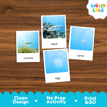 Barracuda Life Cycle Flashcards | 3 Part Cards Montessori Science Activity