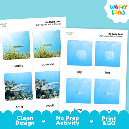 Two printed 'Life Cycle Card' sheets for the barracuda animal series, shown on a bright aqua background. The cards feature labeled photos of a fish, eggs, and larvae.