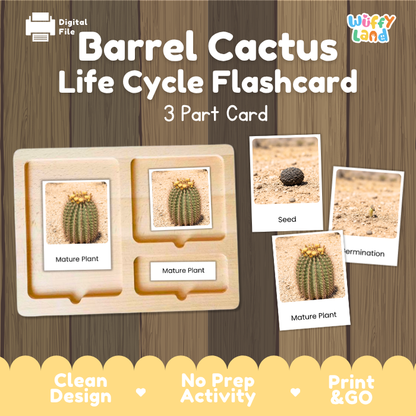 Barrel Cactus Life Cycle Flashcard 3 Part Card Montessori Science Printable