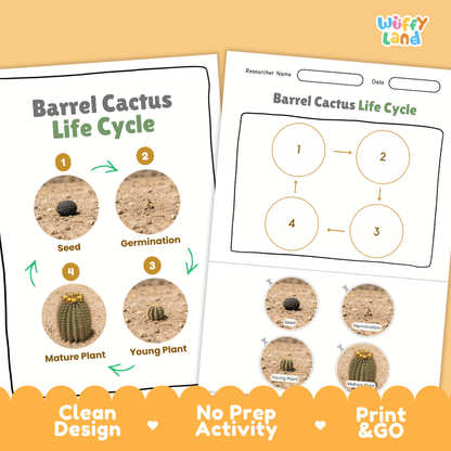 Barrel Cactus Life Cycle Poster and Cut and Paste Worksheet Activity