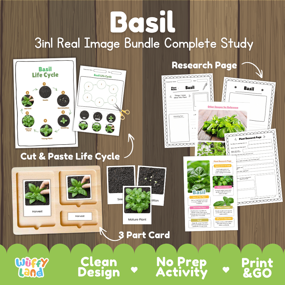 Basil plant 3in1 real image bundle complete study printable featuring life cycle cut and paste worksheets, Montessori 3-part cards, and research pages
