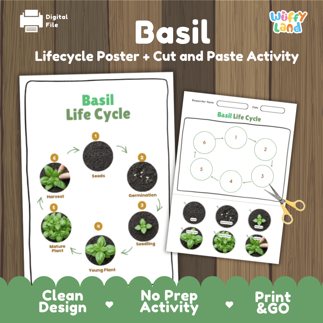 Basil Lifecycle Poster and Cut and Paste Activity Worksheets | Plant Science Printables