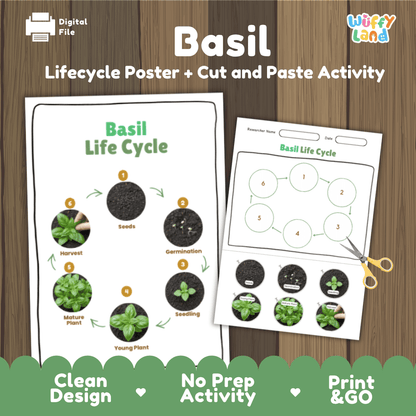 Basil Lifecycle Poster and Cut and Paste Activity Worksheets | Plant Science Printables