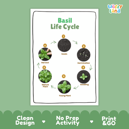 Basil Lifecycle Poster and Cut and Paste Activity Worksheets | Plant Science Printables
