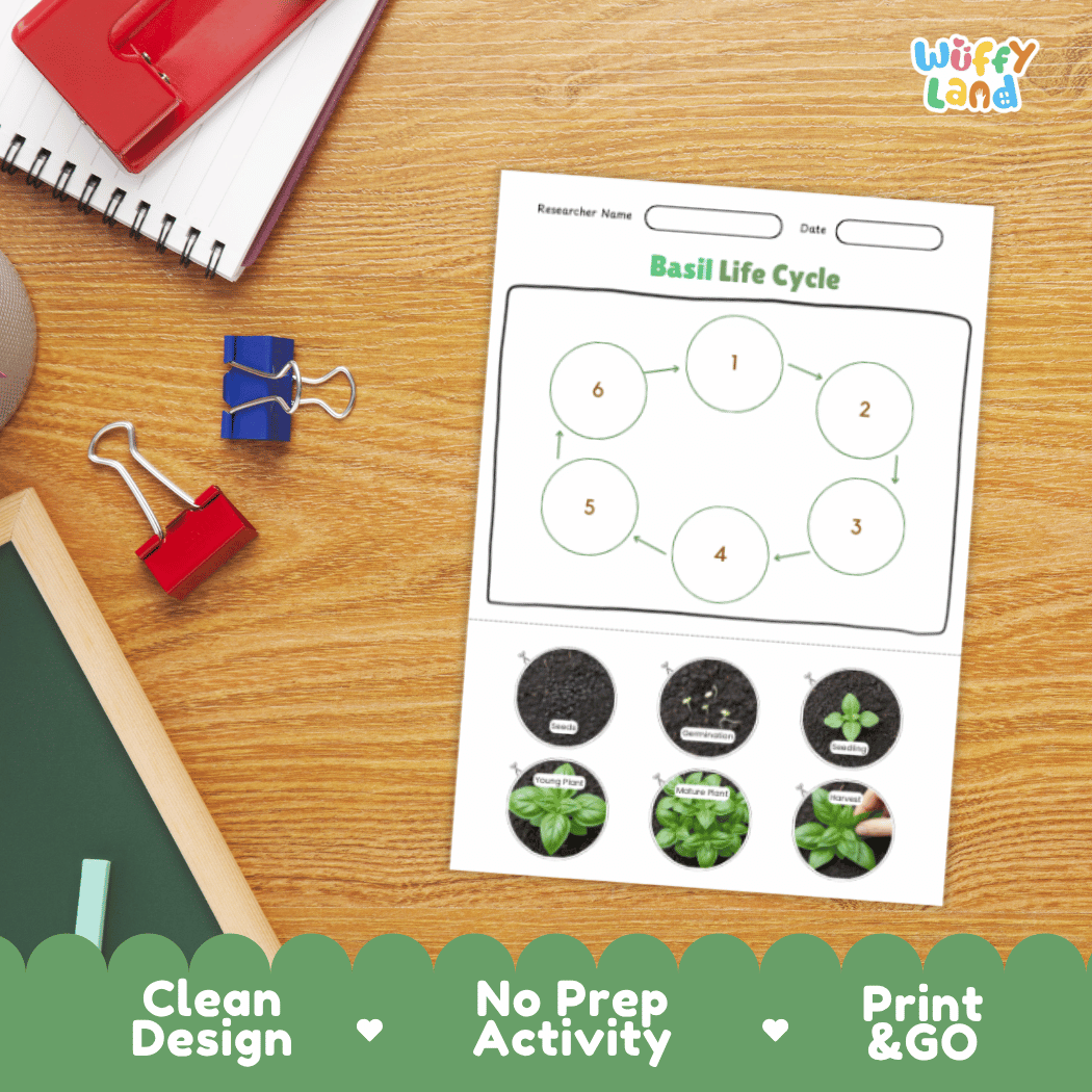 Basil Lifecycle Poster and Cut and Paste Activity Worksheets | Plant Science Printables