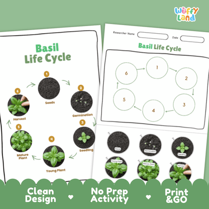 Basil Lifecycle Poster and Cut and Paste Activity Worksheets | Plant Science Printables