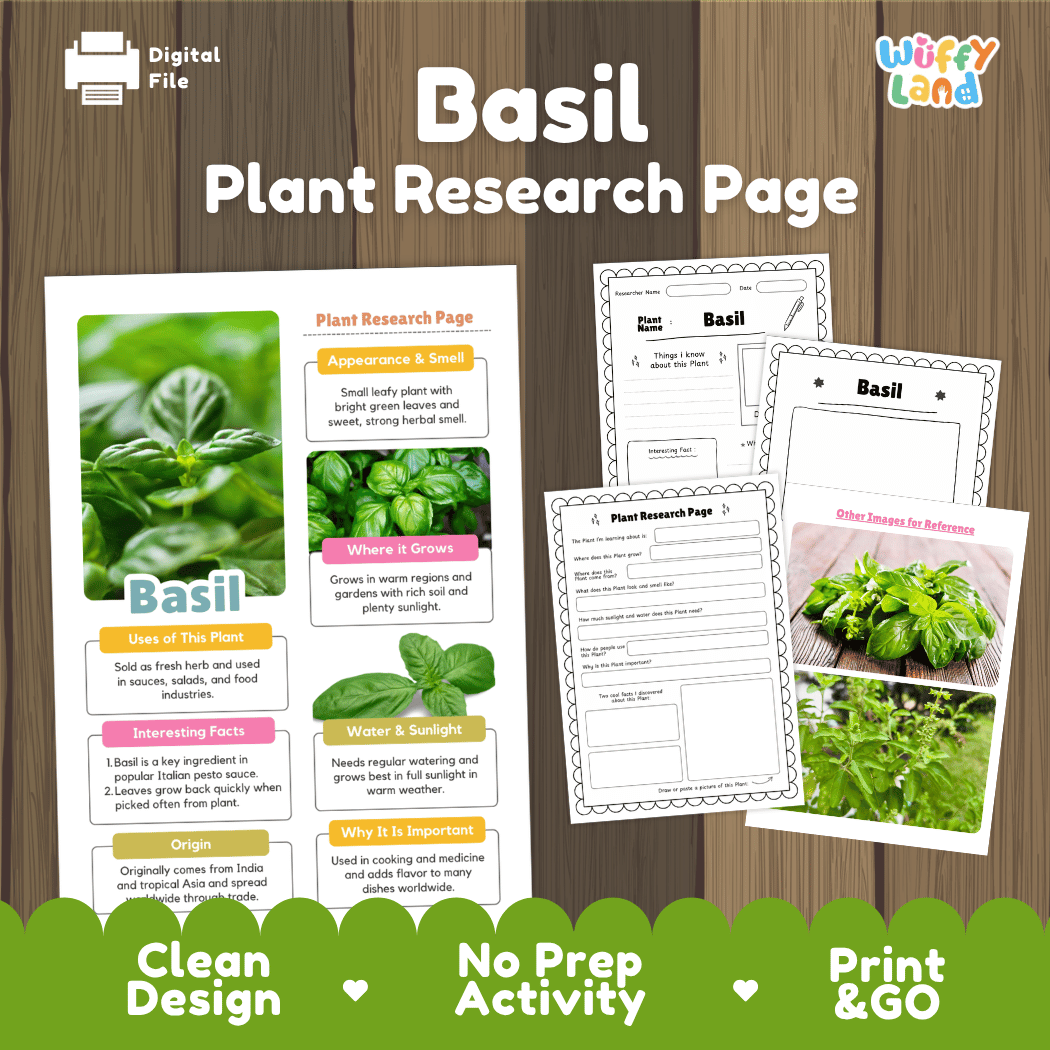 Basil Plant Research Page Worksheets and Fact Sheet