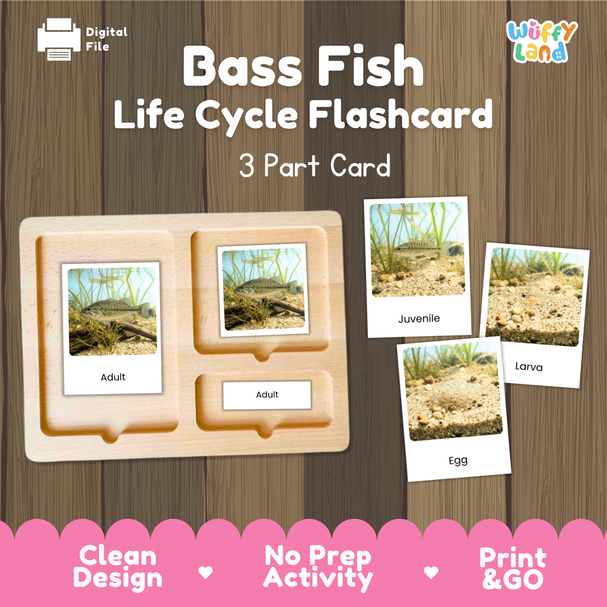 Bass Fish Life Cycle Flashcard set by Wiffy Land, featuring a wooden 3-part card tray with labeled slots for Adult, Larva, and Egg, alongside three sample flashcards showing fish habitats. The image is set against a wood panel background with a pink banner at the bottom highlighting key features.