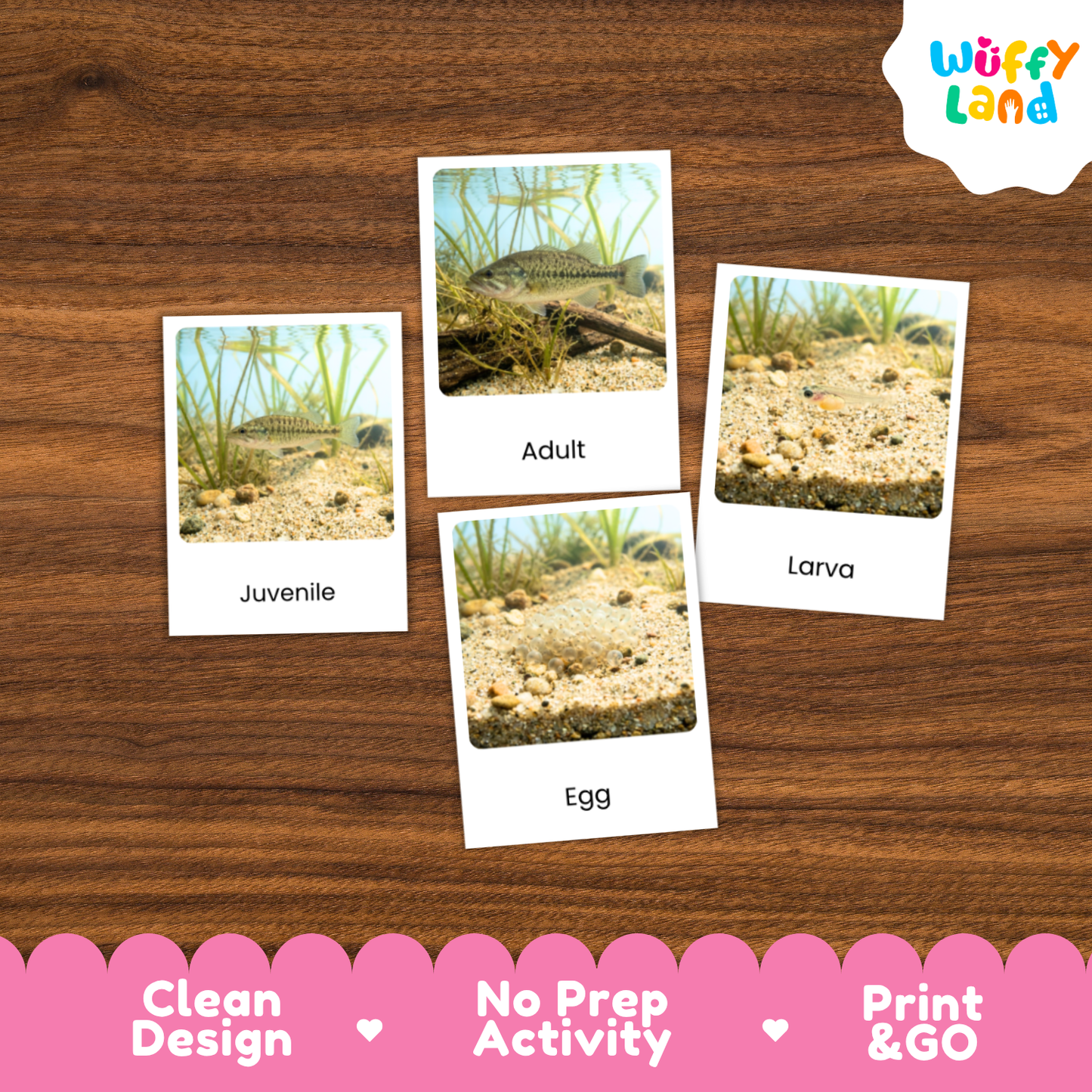Bass Fish Life Cycle Flashcards | 3 Part Cards Montessori Science Activity