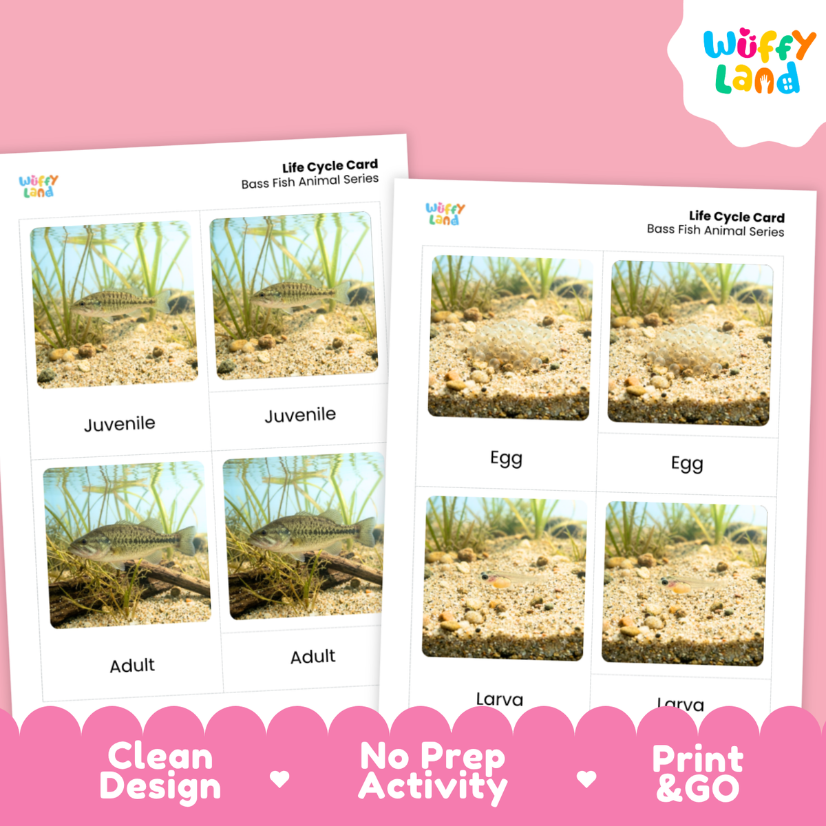 Two printed bass fish life cycle cards shown on a pink background with promotional text. The cards show labeled photos of fish stages: egg, larva, juvenile, and adult.