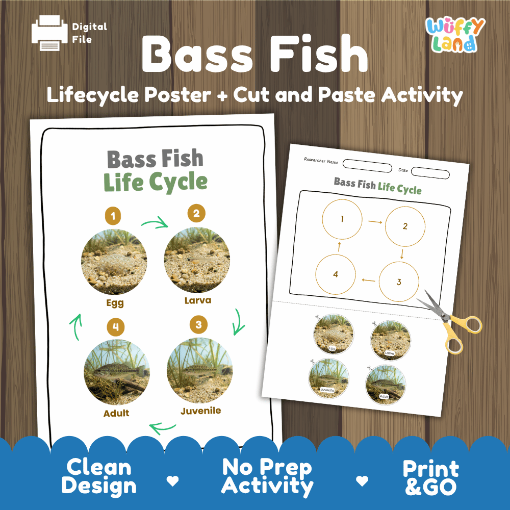 Bass Fish Life Cycle Poster and Cut and Paste Worksheet Activity