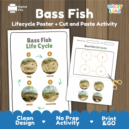 Bass Fish Life Cycle Poster and Cut and Paste Worksheet Activity