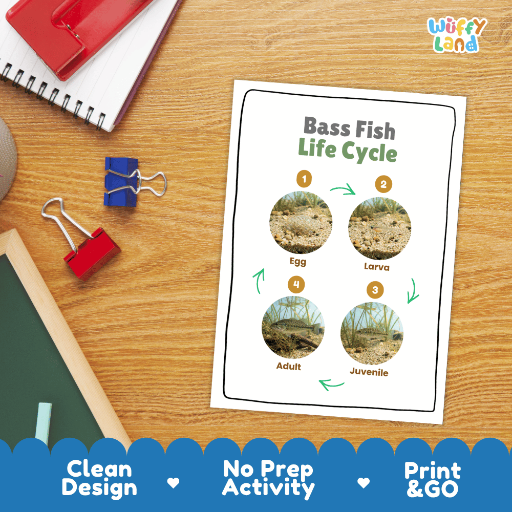 Bass Fish Life Cycle Poster and Cut and Paste Worksheet Activity