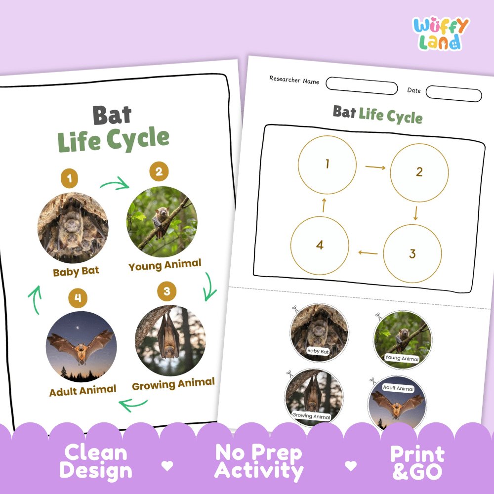Bat Life Cycle Poster and Cut and Paste Activity Worksheets