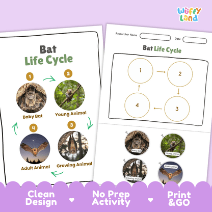 Bat Life Cycle Poster and Cut and Paste Activity Worksheets