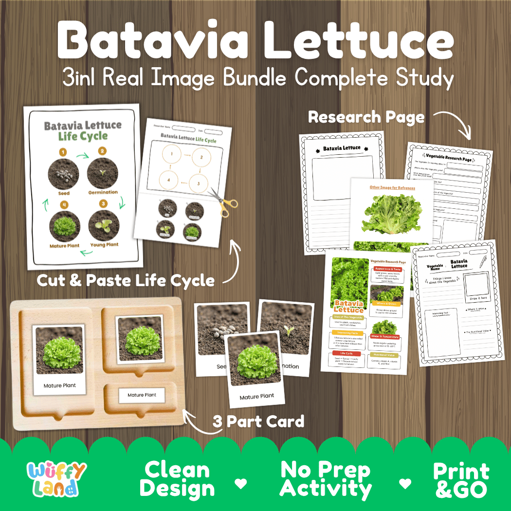 Batavia lettuce 3in1 real image bundle complete study printable featuring life cycle cut and paste worksheets, Montessori 3-part cards, and research pages