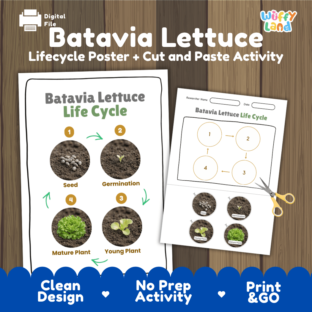 Batavia lettuce plant life cycle educational printable pack cover showing visual reference poster and cut and paste sequencing worksheet with real photography