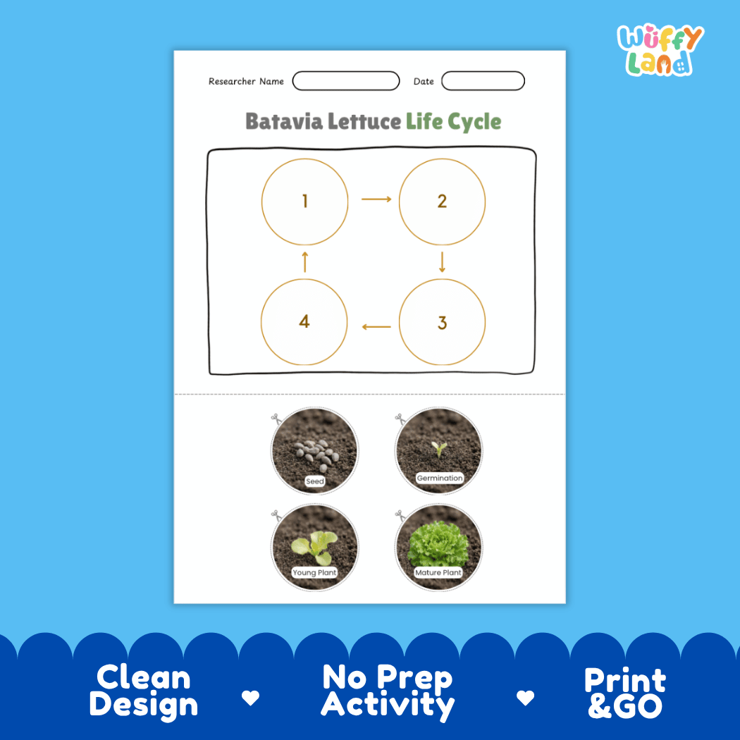 Educational reference poster showing four realistic photo stages of a Batavia lettuce life cycle including seed, germination, young plant, and mature plant