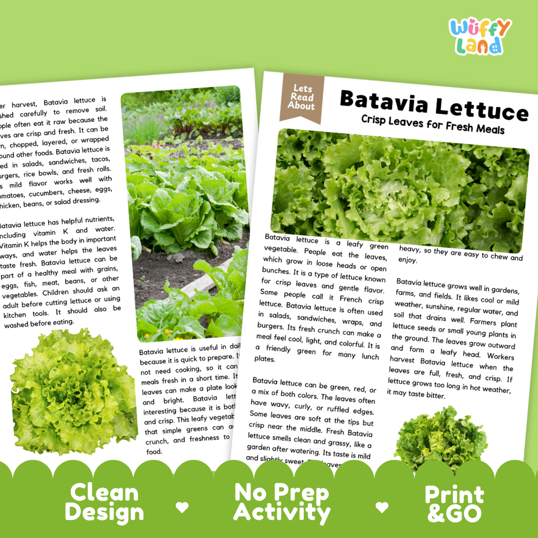 Teacher answer key page showing complete question solutions for Batavia lettuce reading comprehension practice