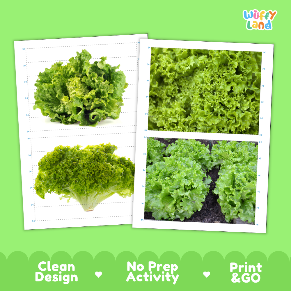 Printable activity sheets featuring photographic Batavia lettuce puzzle boards and cutting guides