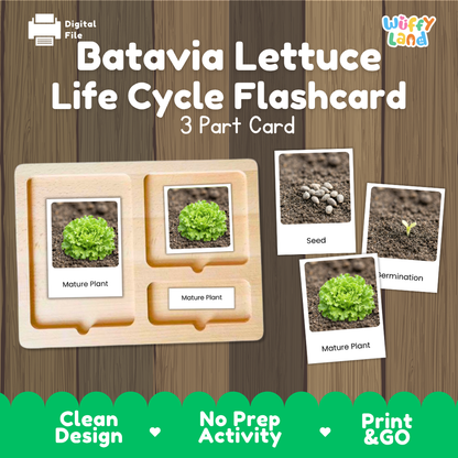 Batavia Lettuce Life Cycle Flashcard 3 Part Card Montessori Printable Activity