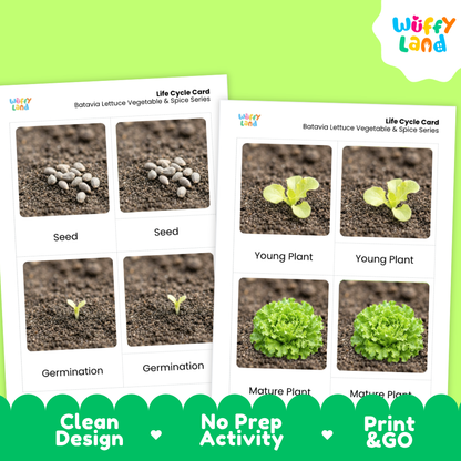 Two printed life cycle cards for Botavio lettuce vegetable and spice series shown on a bright green background. The cards show labeled photos of seed, germination, young plant, and mature plant stages.