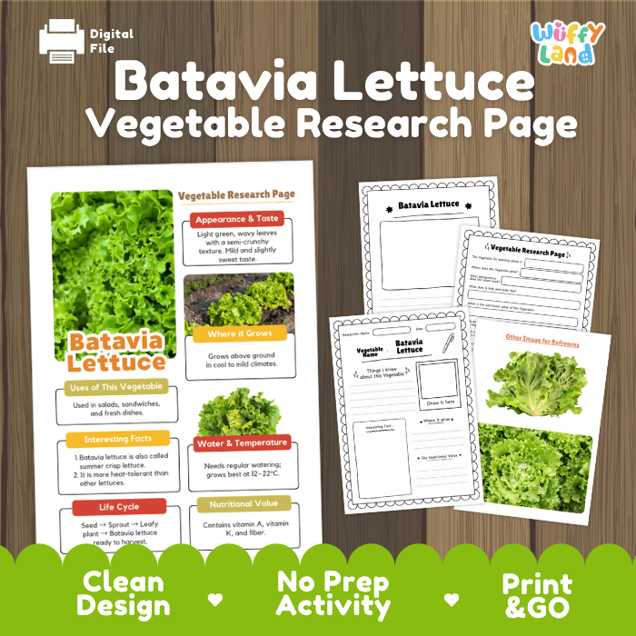 Batavia Lettuce Vegetable Research Project Worksheets and Fact Sheet