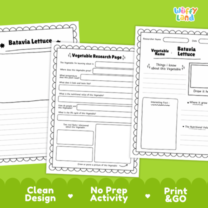 Batavia Lettuce Vegetable Research Project Worksheets and Fact Sheet