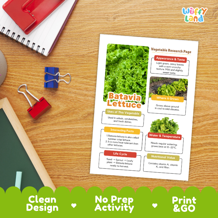 Batavia Lettuce Vegetable Research Project Worksheets and Fact Sheet