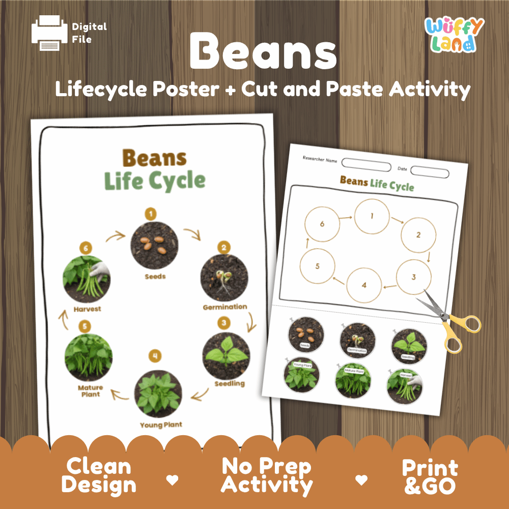 Beans Life Cycle Poster and Cut and Paste Activity Plant Science Printable
