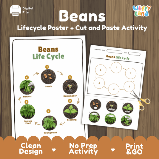 Beans Life Cycle Poster and Cut and Paste Activity Plant Science Printable